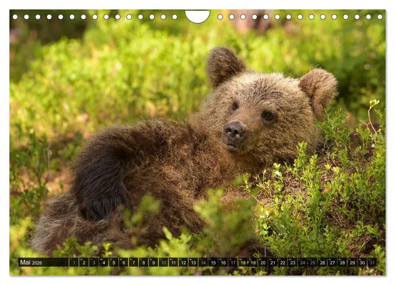 Bild: 9783457781319 | Braunbären in Europa (Wandkalender 2026 DIN A4 quer), CALVENDO...
