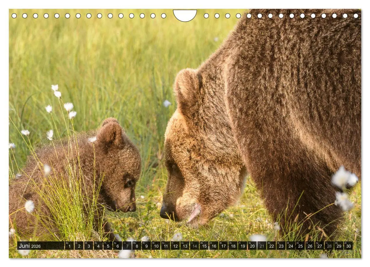 Bild: 9783457781319 | Braunbären in Europa (Wandkalender 2026 DIN A4 quer), CALVENDO...