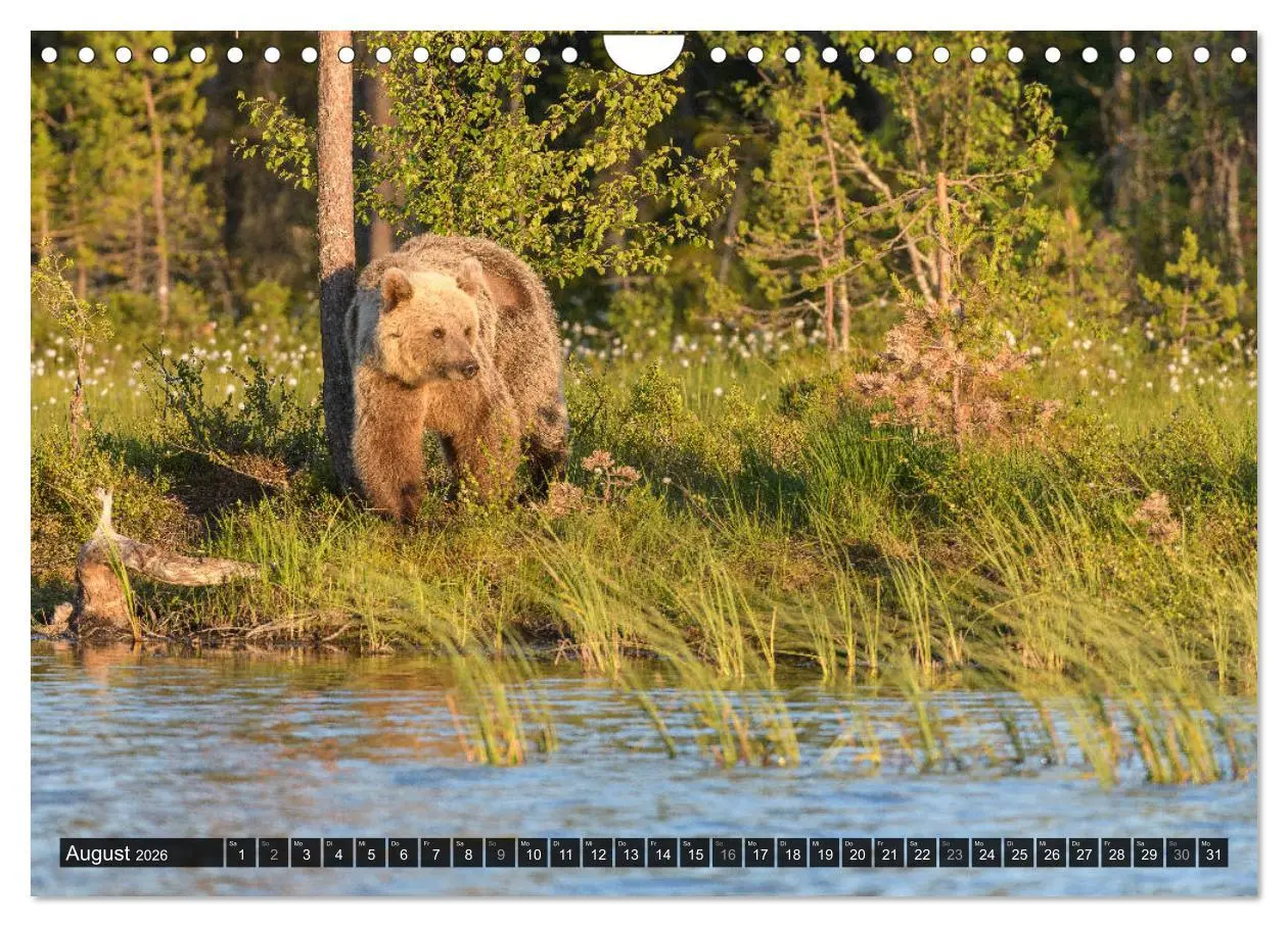 Bild: 9783457781319 | Braunbären in Europa (Wandkalender 2026 DIN A4 quer), CALVENDO...