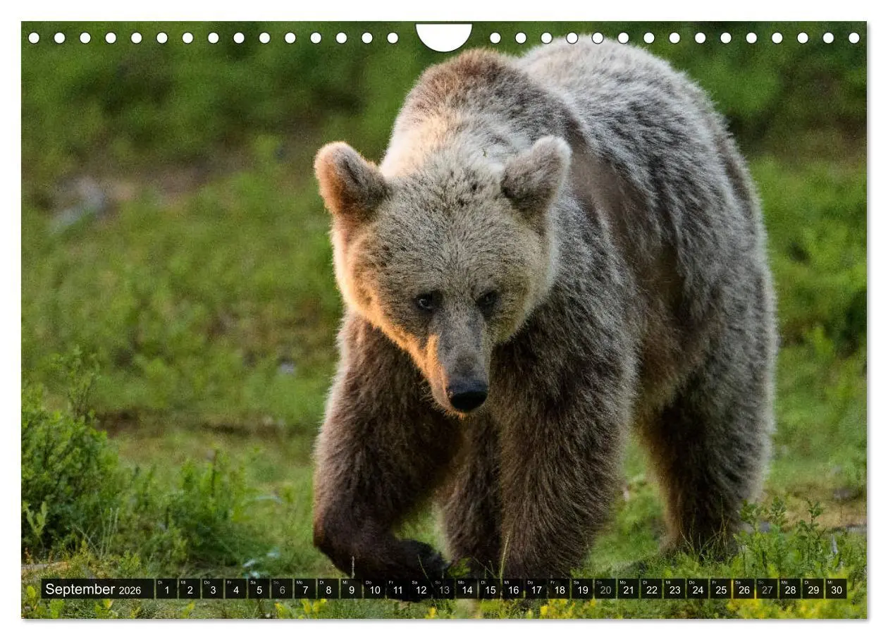 Bild: 9783457781319 | Braunbären in Europa (Wandkalender 2026 DIN A4 quer), CALVENDO...