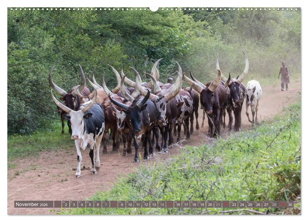 Bild: 9783457851319 | Geheimtipp Uganda (Wandkalender 2026 DIN A2 quer), CALVENDO...