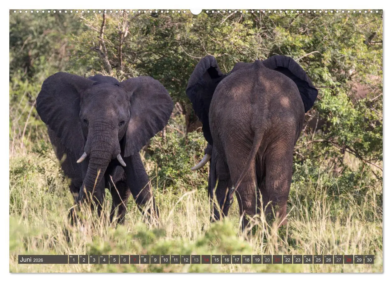 Bild: 9783457851319 | Geheimtipp Uganda (Wandkalender 2026 DIN A2 quer), CALVENDO...