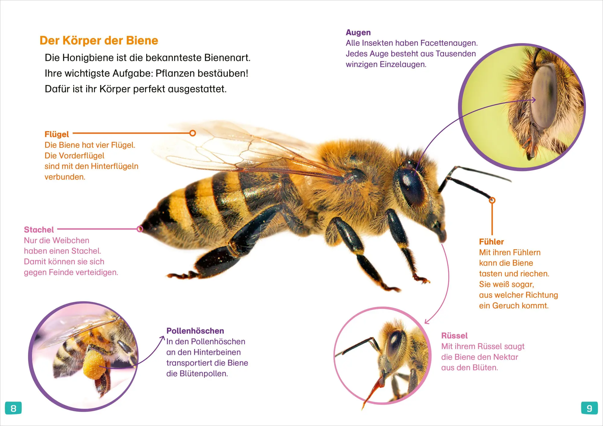 Bild: 9783788681319 | WAS IST WAS Erstes Lesen. Bienen | Christina Braun | Buch | 64 S.