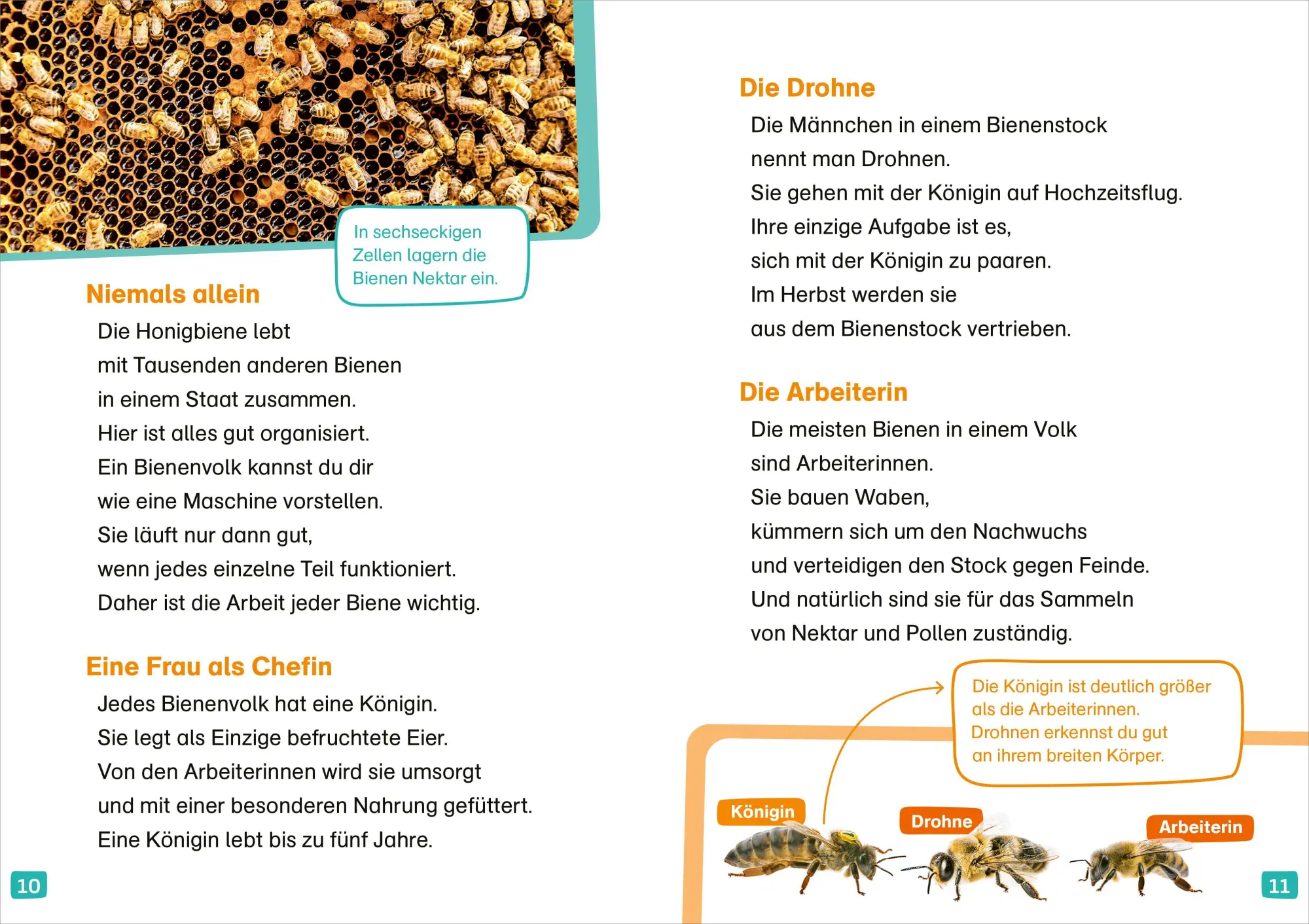 Bild: 9783788681319 | WAS IST WAS Erstes Lesen. Bienen | Christina Braun | Buch | 64 S.