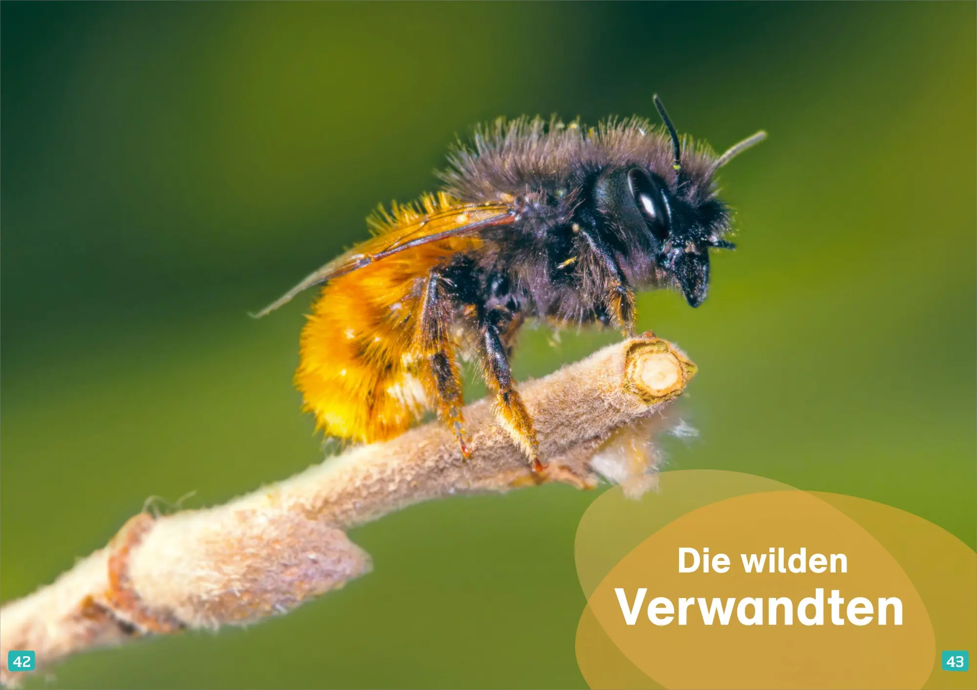 Bild: 9783788681319 | WAS IST WAS Erstes Lesen. Bienen | Christina Braun | Buch | 64 S.