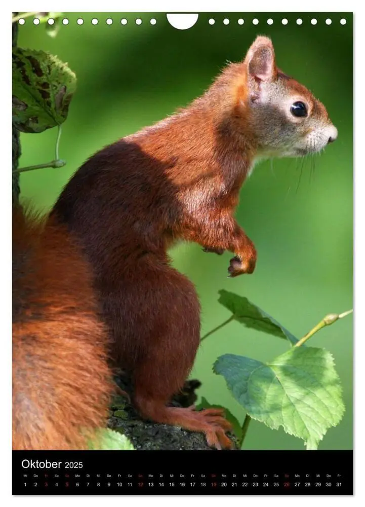 Bild: 9783457081419 | Eichhörnchen (Wandkalender 2025 DIN A4 hoch), CALVENDO Monatskalender