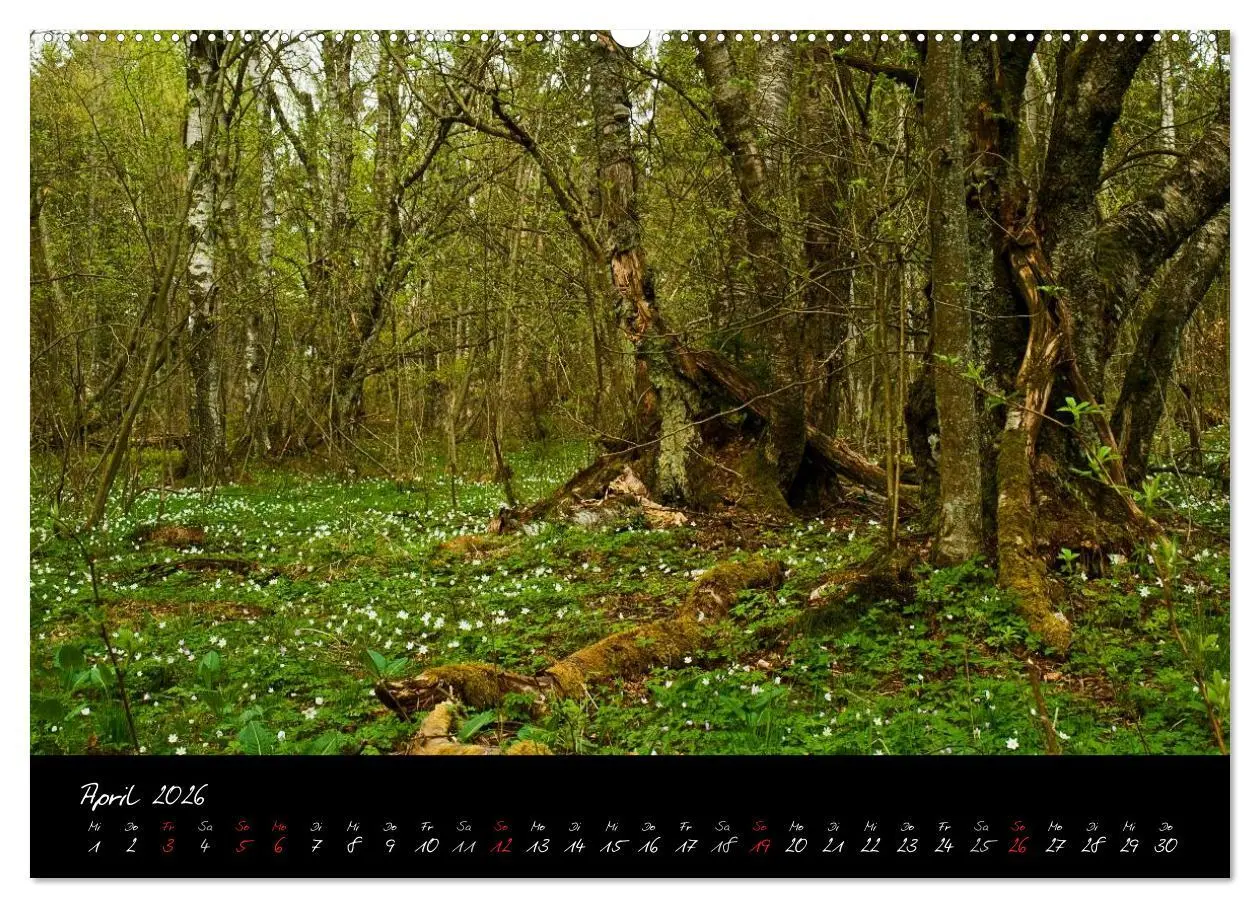 Bild: 9783516151619 | RHÖN = SCHÖN (hochwertiger Premium Wandkalender 2026 DIN A2 quer),...