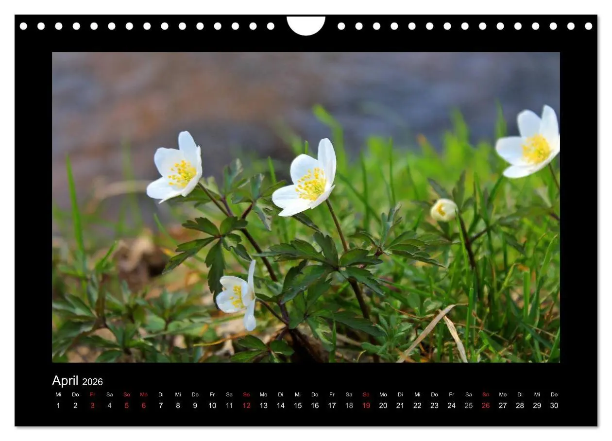 Bild: 9783516221619 | Landschaft Teufelsmoor / 2026 (Wandkalender 2026 DIN A4 quer),...