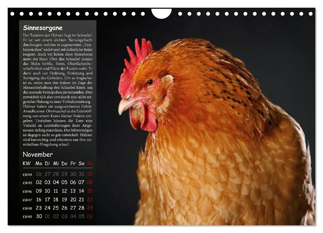 Bild: 9783516691719 | Von der Einzigartigkeit der Hühner 2026 (Wandkalender 2026 DIN A4...