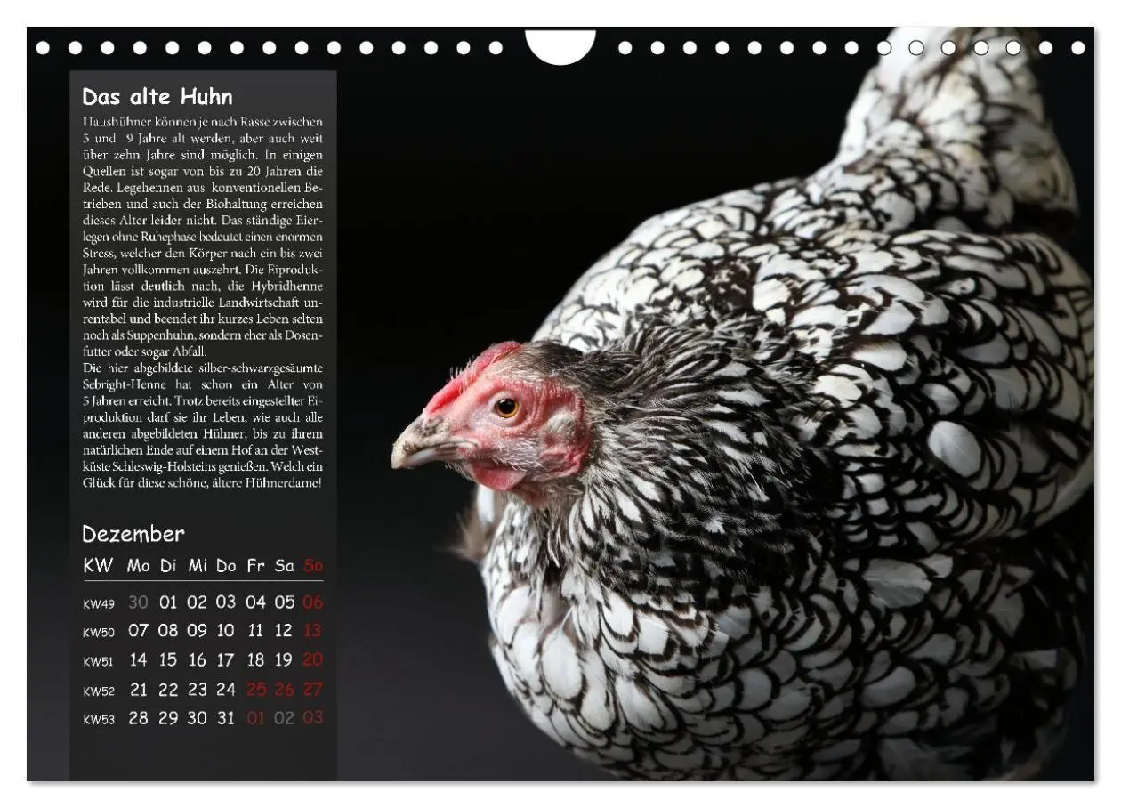 Bild: 9783516691719 | Von der Einzigartigkeit der Hühner 2026 (Wandkalender 2026 DIN A4...