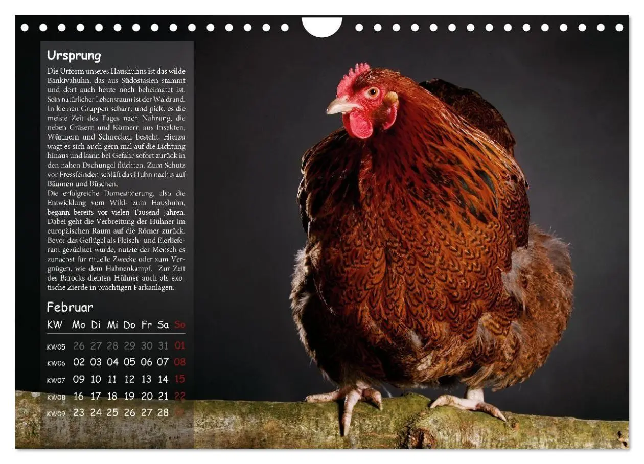 Bild: 9783516691719 | Von der Einzigartigkeit der Hühner 2026 (Wandkalender 2026 DIN A4...