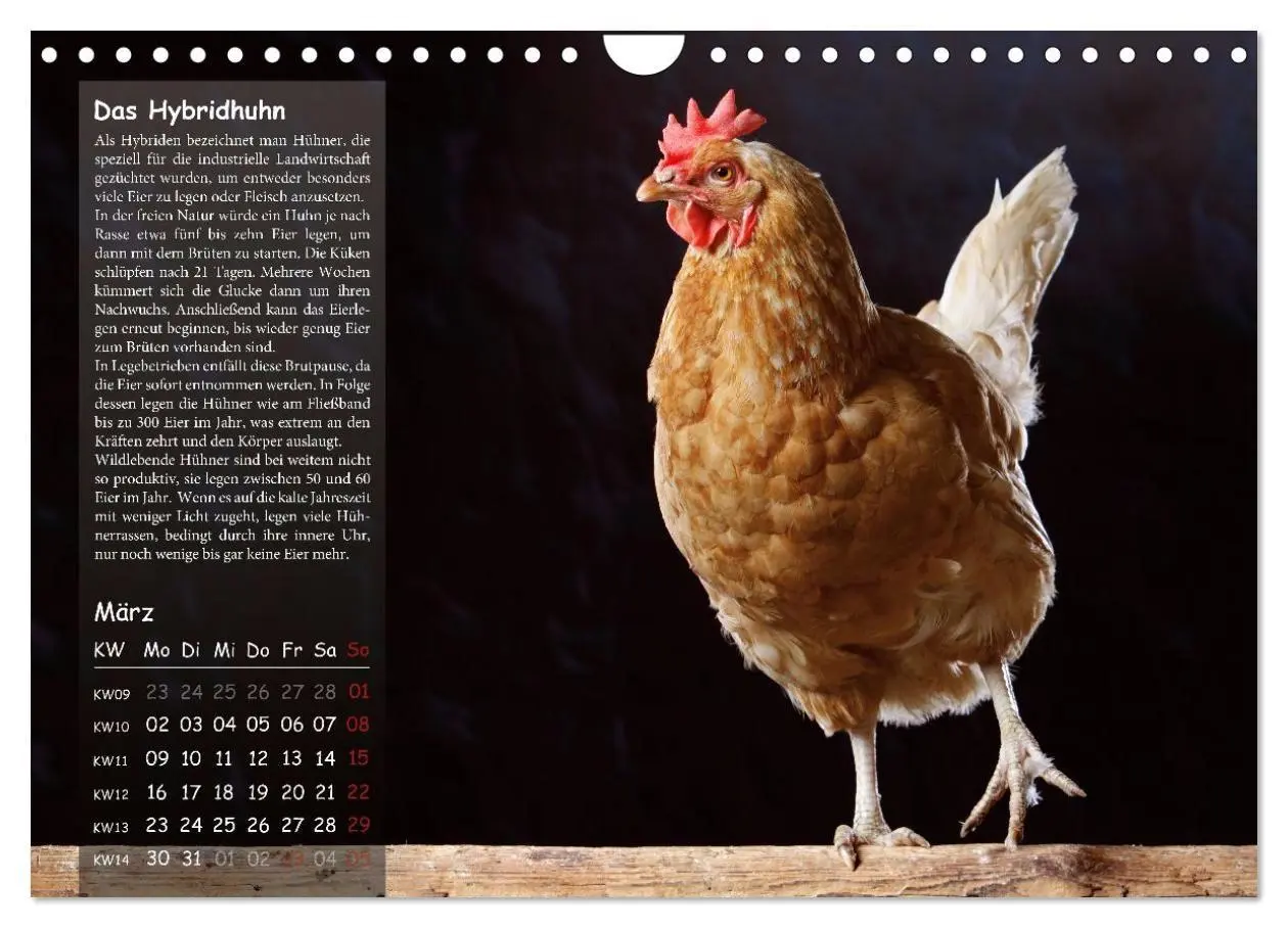 Bild: 9783516691719 | Von der Einzigartigkeit der Hühner 2026 (Wandkalender 2026 DIN A4...