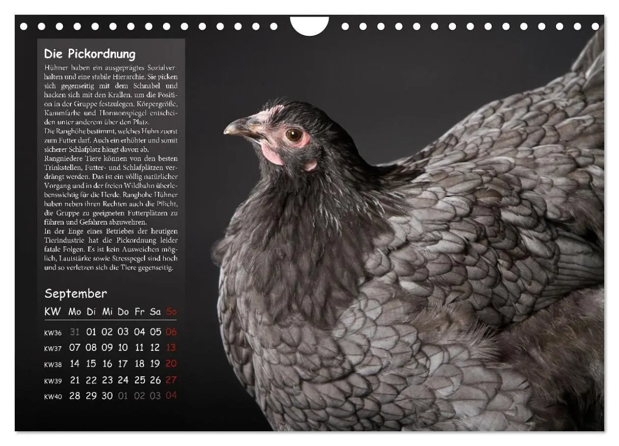 Bild: 9783516691719 | Von der Einzigartigkeit der Hühner 2026 (Wandkalender 2026 DIN A4...
