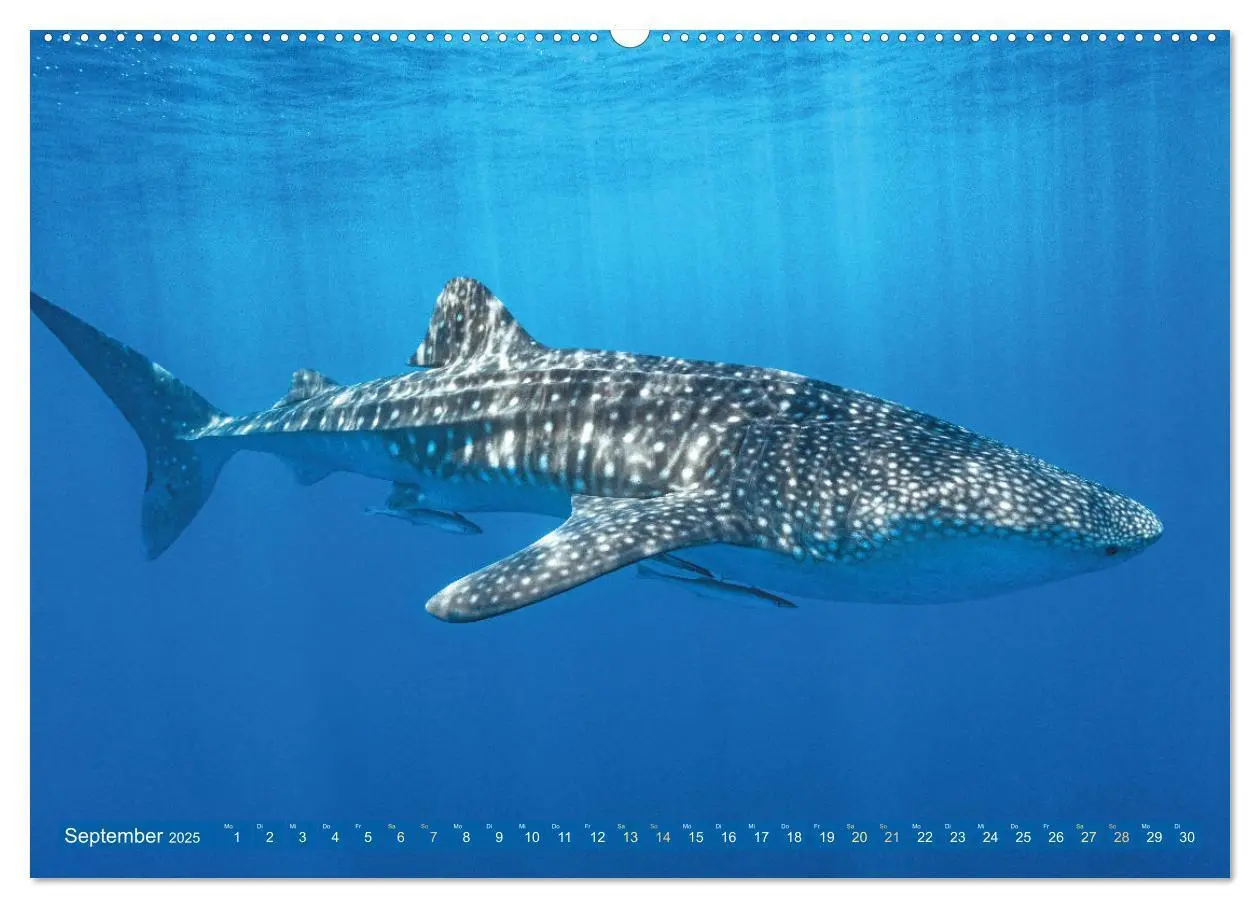 Bild: 9783383791819 | Hai: Raubtier der Meere (Wandkalender 2025 DIN A2 quer), CALVENDO...