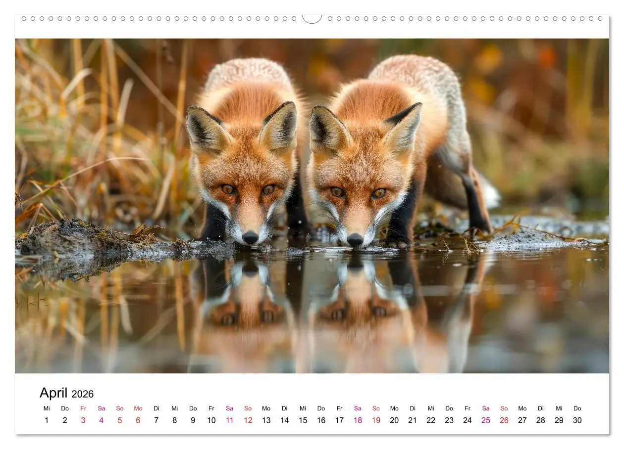 Bild: 9783457421819 | Fuchs - schöne Momente (Wandkalender 2026 DIN A2 quer), CALVENDO...