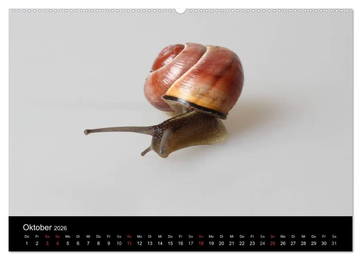 Bild: 9783516131819 | Lautlose Begleiter - Schnecken (hochwertiger Premium Wandkalender...