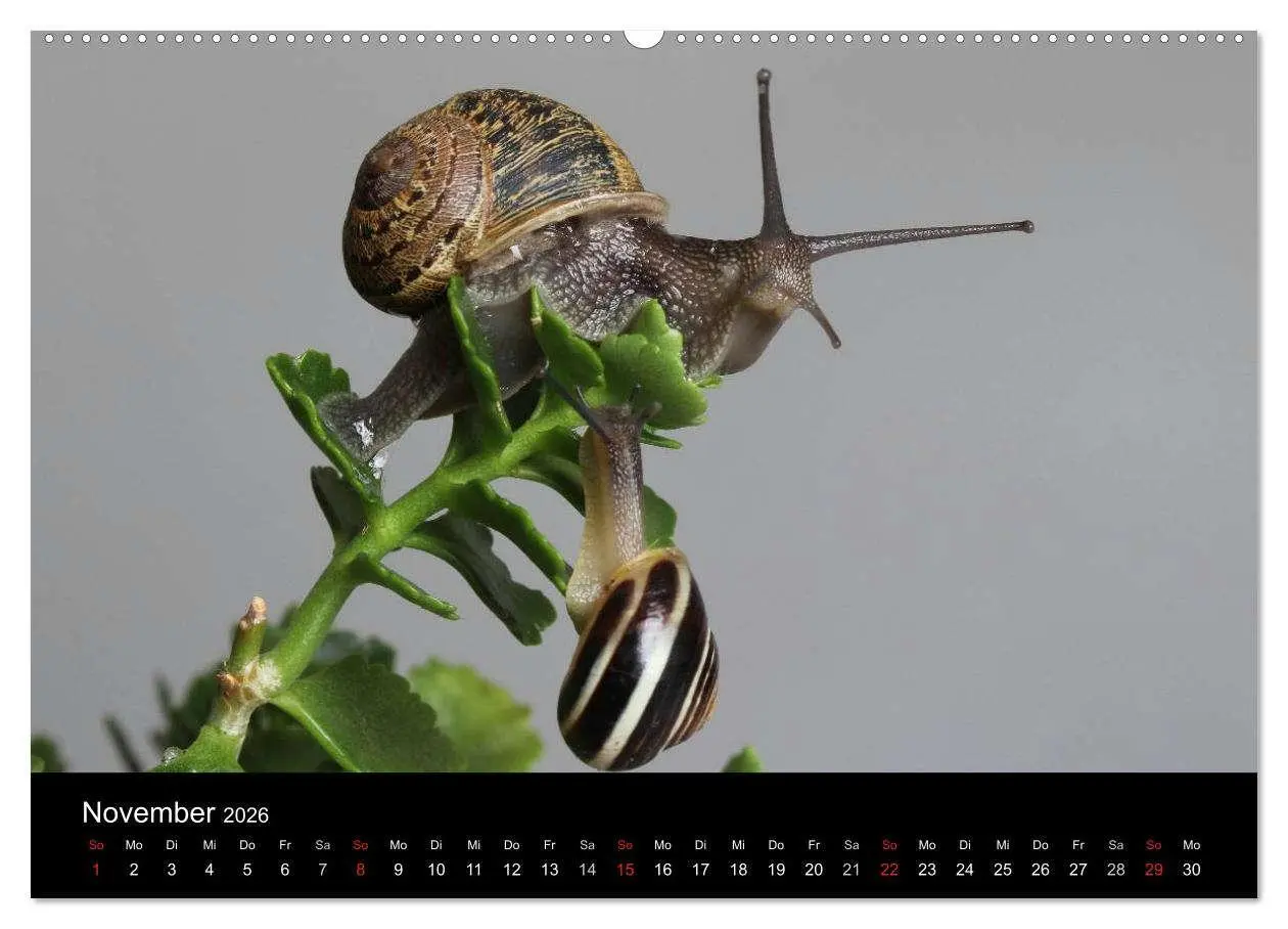 Bild: 9783516131819 | Lautlose Begleiter - Schnecken (hochwertiger Premium Wandkalender...