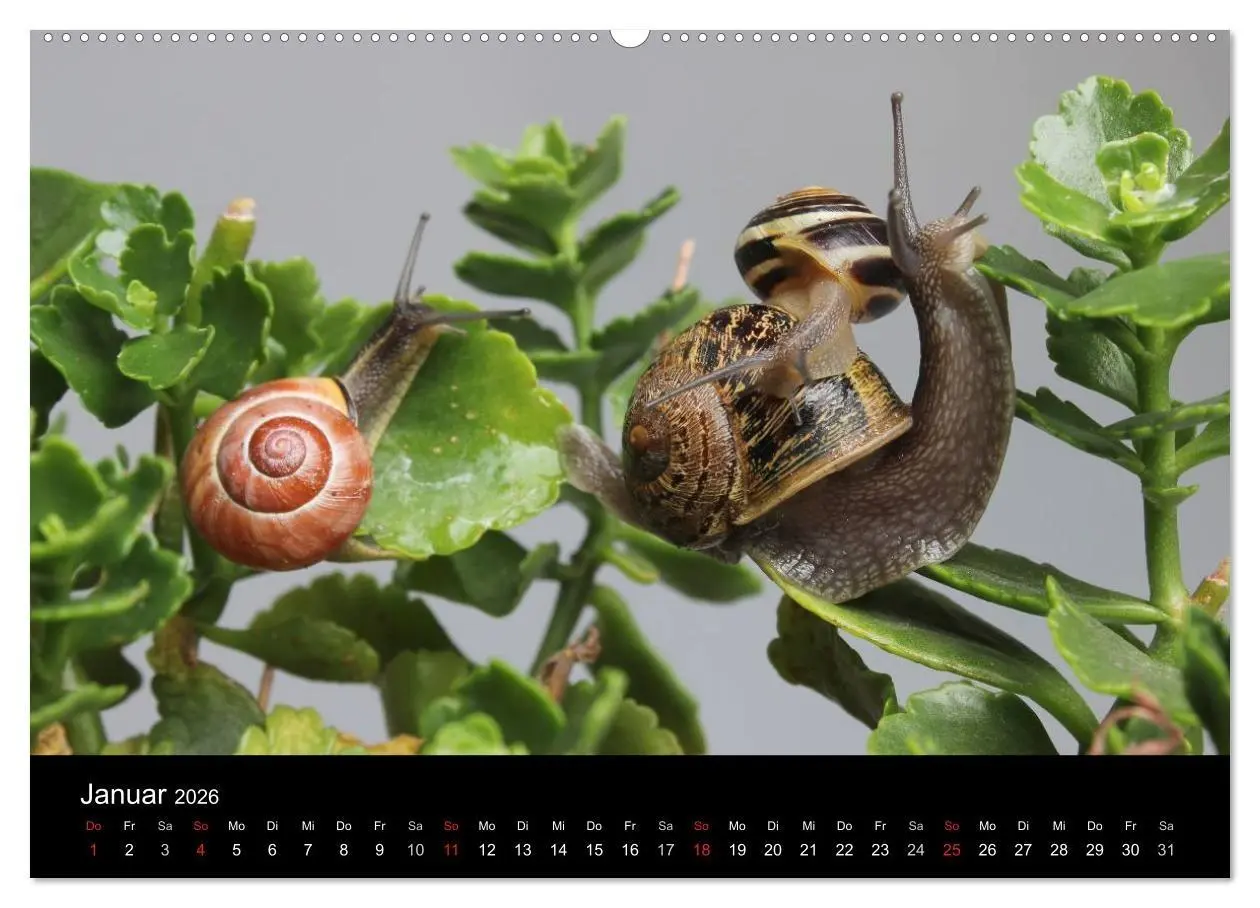 Bild: 9783516131819 | Lautlose Begleiter - Schnecken (hochwertiger Premium Wandkalender...