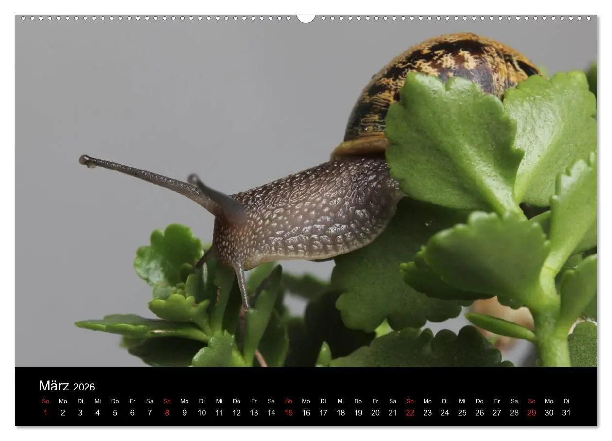 Bild: 9783516131819 | Lautlose Begleiter - Schnecken (hochwertiger Premium Wandkalender...