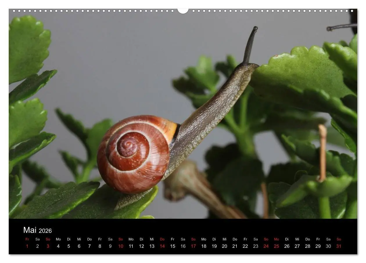 Bild: 9783516131819 | Lautlose Begleiter - Schnecken (hochwertiger Premium Wandkalender...