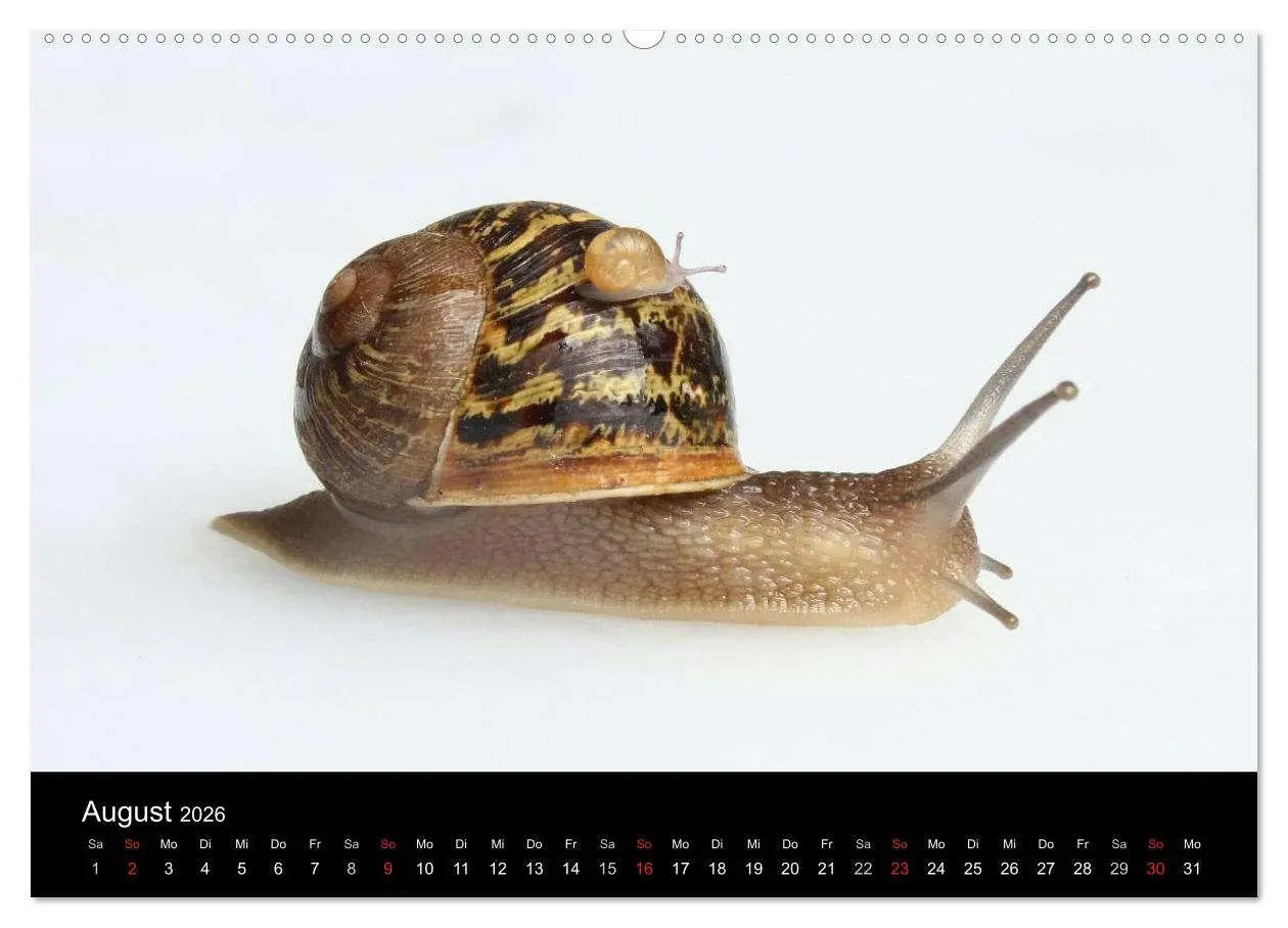 Bild: 9783516131819 | Lautlose Begleiter - Schnecken (hochwertiger Premium Wandkalender...