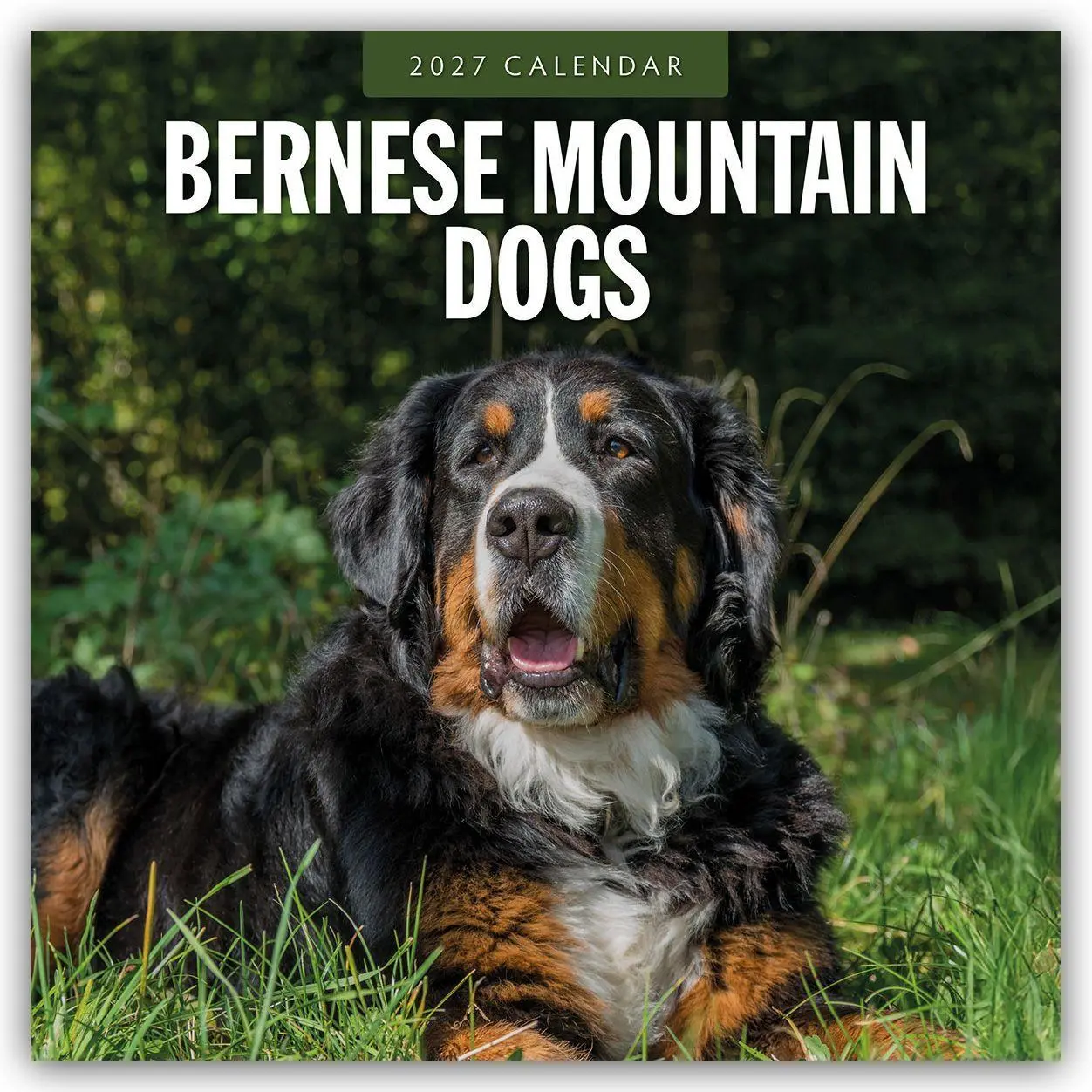 Cover: 9781837011919 | Bernese Mountain Dog - Berner Sennenhund 2027 - 16-Monatskalender