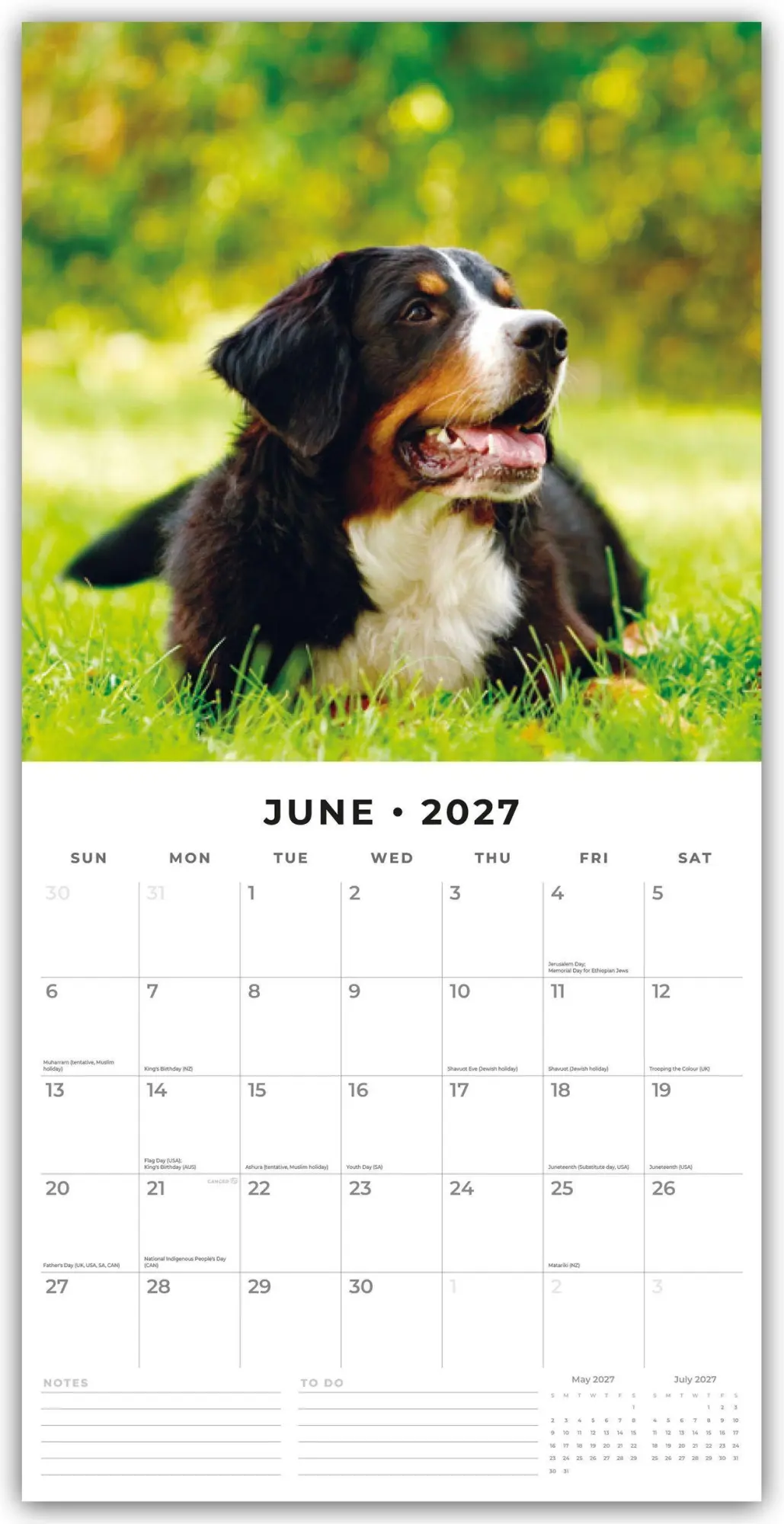 Bild: 9781837011919 | Bernese Mountain Dog - Berner Sennenhund 2027 - 16-Monatskalender