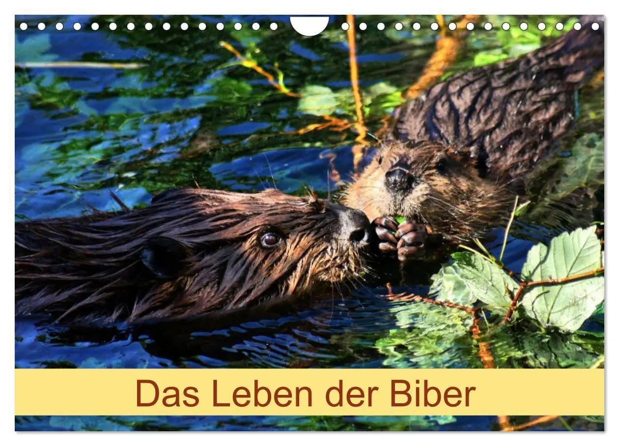 Cover: 9783569831919 | Das Leben der Biber (Wandkalender 2027 DIN A4 quer), CALVENDO...