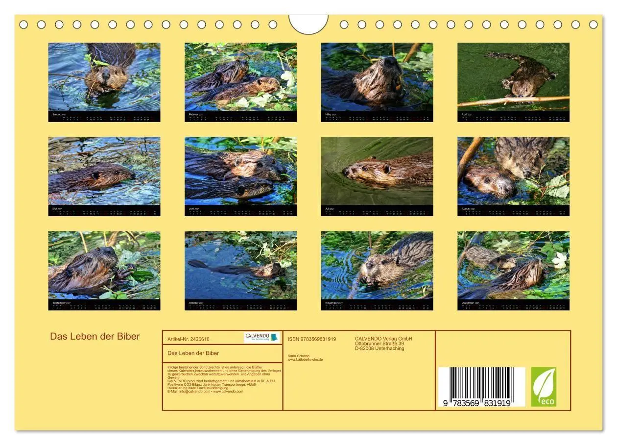 Bild: 9783569831919 | Das Leben der Biber (Wandkalender 2027 DIN A4 quer), CALVENDO...