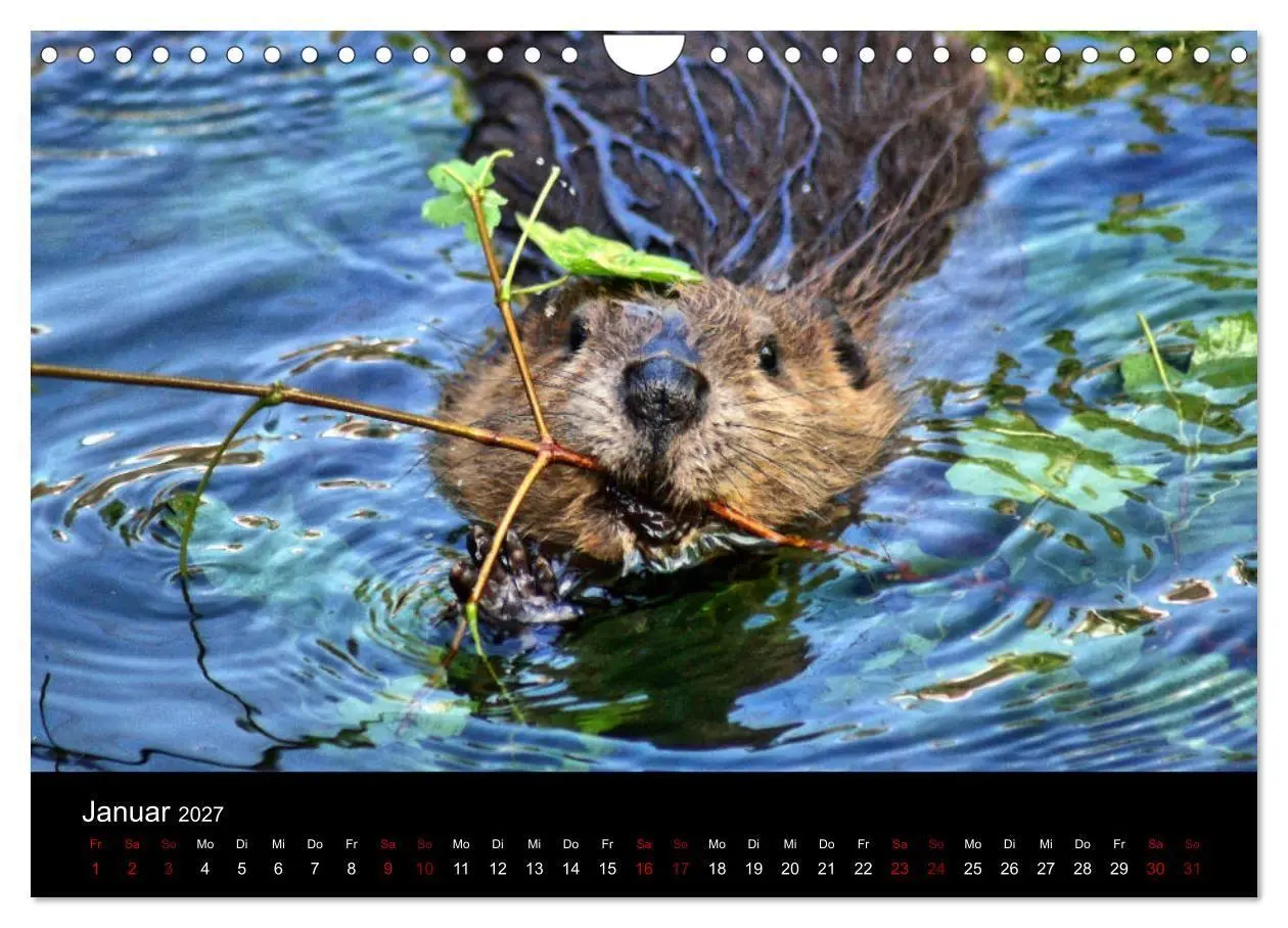 Bild: 9783569831919 | Das Leben der Biber (Wandkalender 2027 DIN A4 quer), CALVENDO...