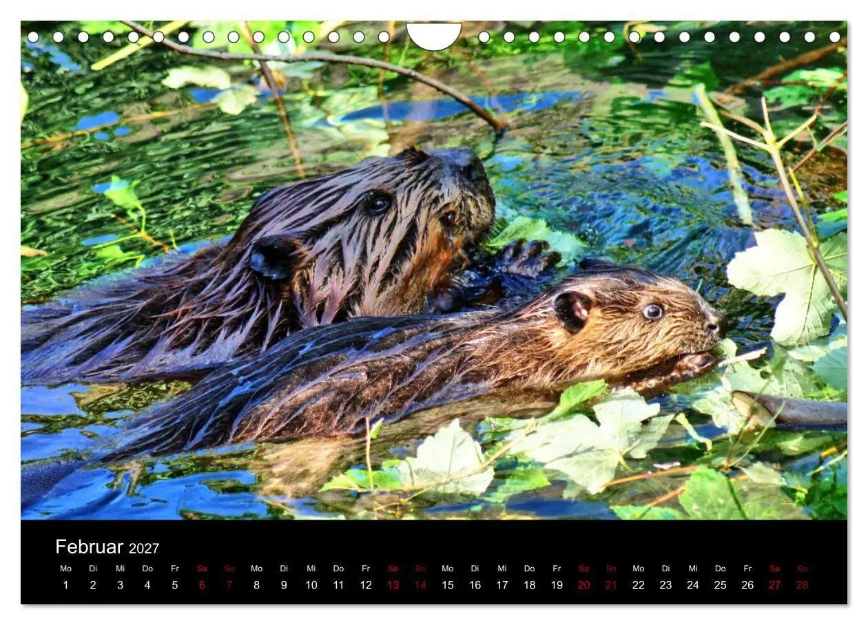 Bild: 9783569831919 | Das Leben der Biber (Wandkalender 2027 DIN A4 quer), CALVENDO...