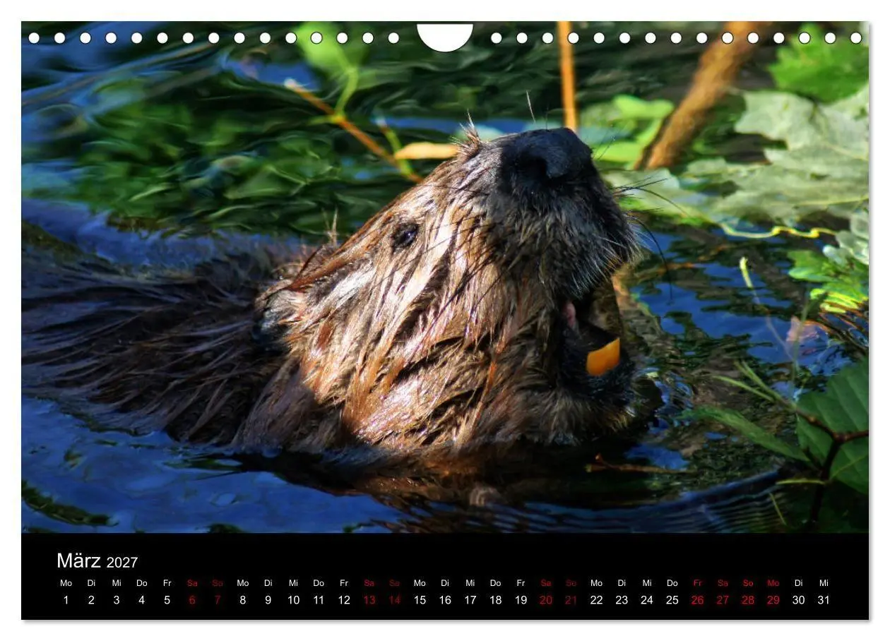 Bild: 9783569831919 | Das Leben der Biber (Wandkalender 2027 DIN A4 quer), CALVENDO...