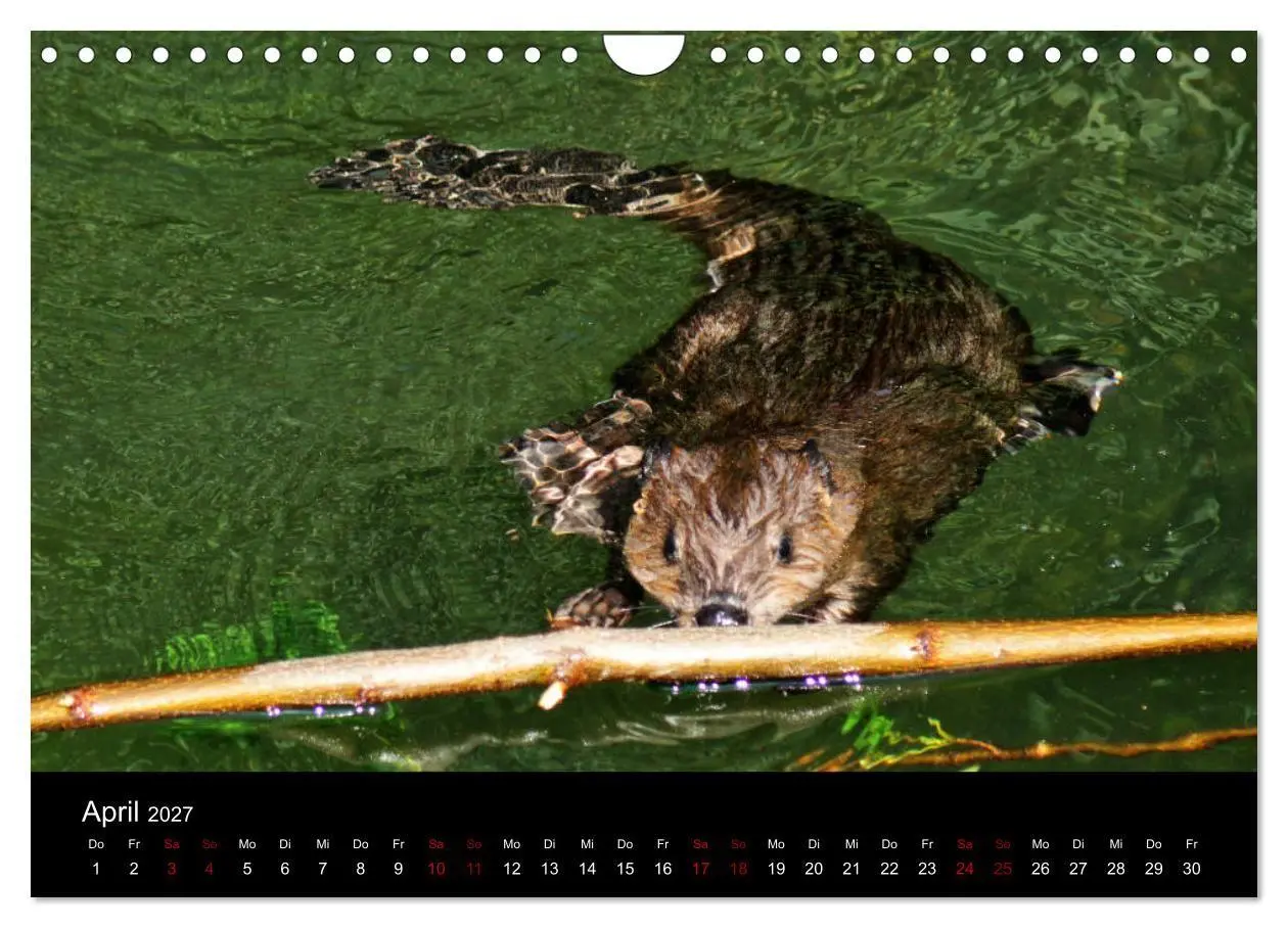 Bild: 9783569831919 | Das Leben der Biber (Wandkalender 2027 DIN A4 quer), CALVENDO...