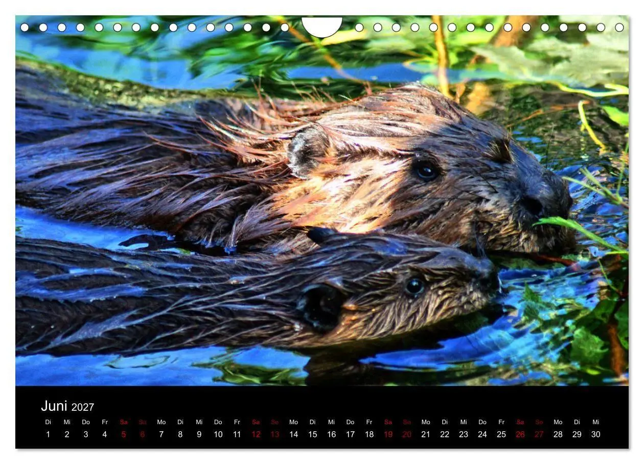 Bild: 9783569831919 | Das Leben der Biber (Wandkalender 2027 DIN A4 quer), CALVENDO...