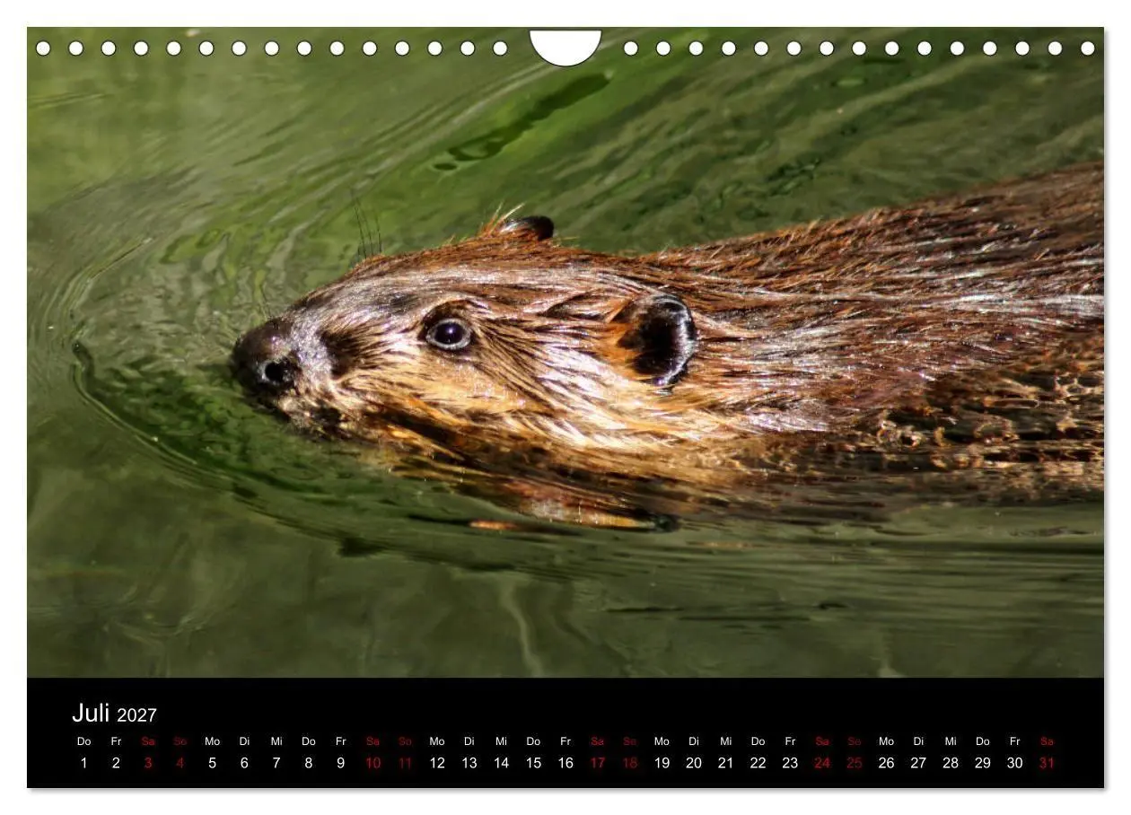 Bild: 9783569831919 | Das Leben der Biber (Wandkalender 2027 DIN A4 quer), CALVENDO...