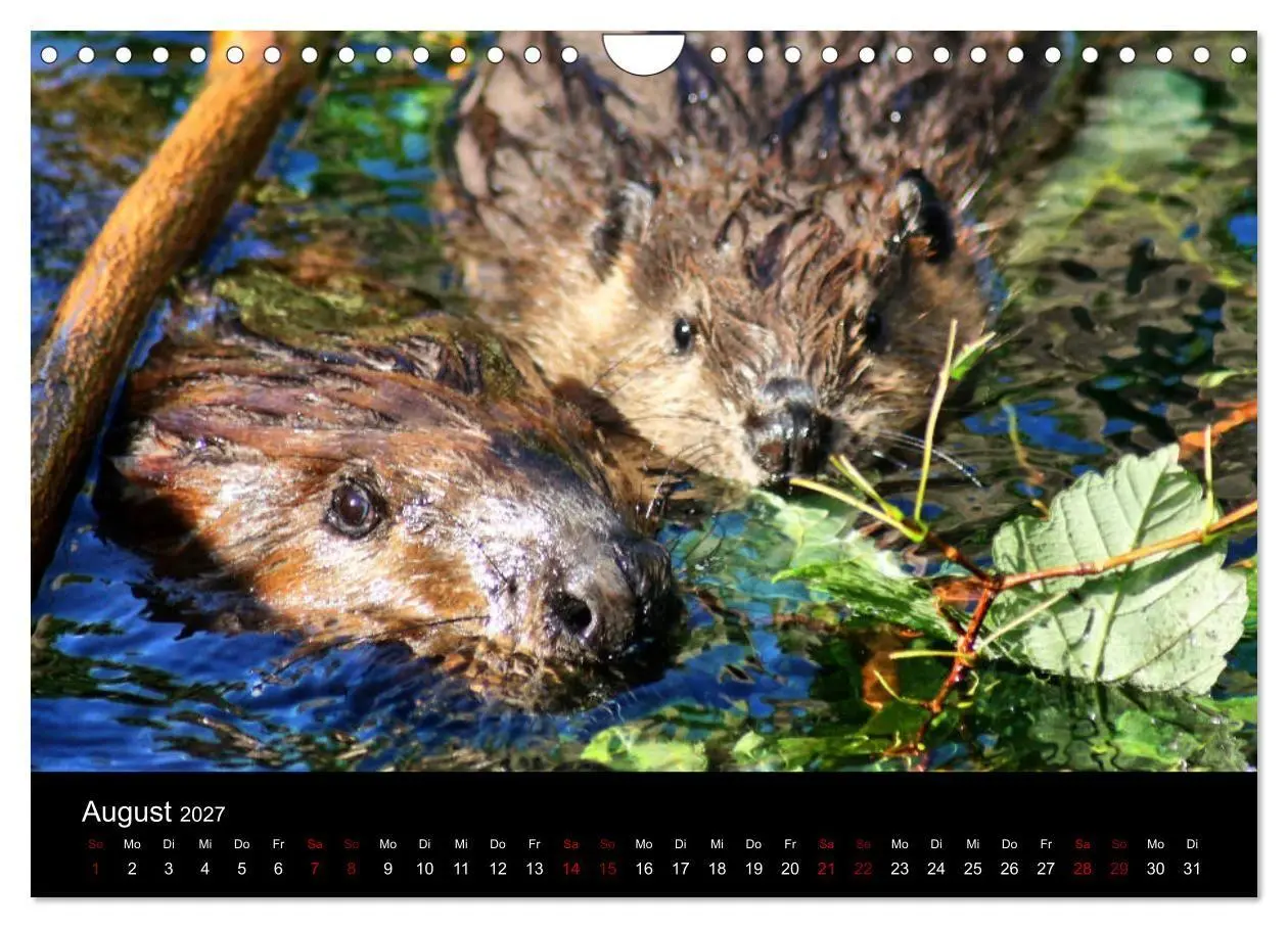 Bild: 9783569831919 | Das Leben der Biber (Wandkalender 2027 DIN A4 quer), CALVENDO...
