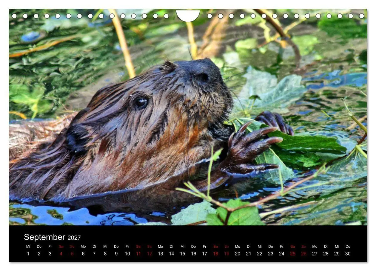 Bild: 9783569831919 | Das Leben der Biber (Wandkalender 2027 DIN A4 quer), CALVENDO...