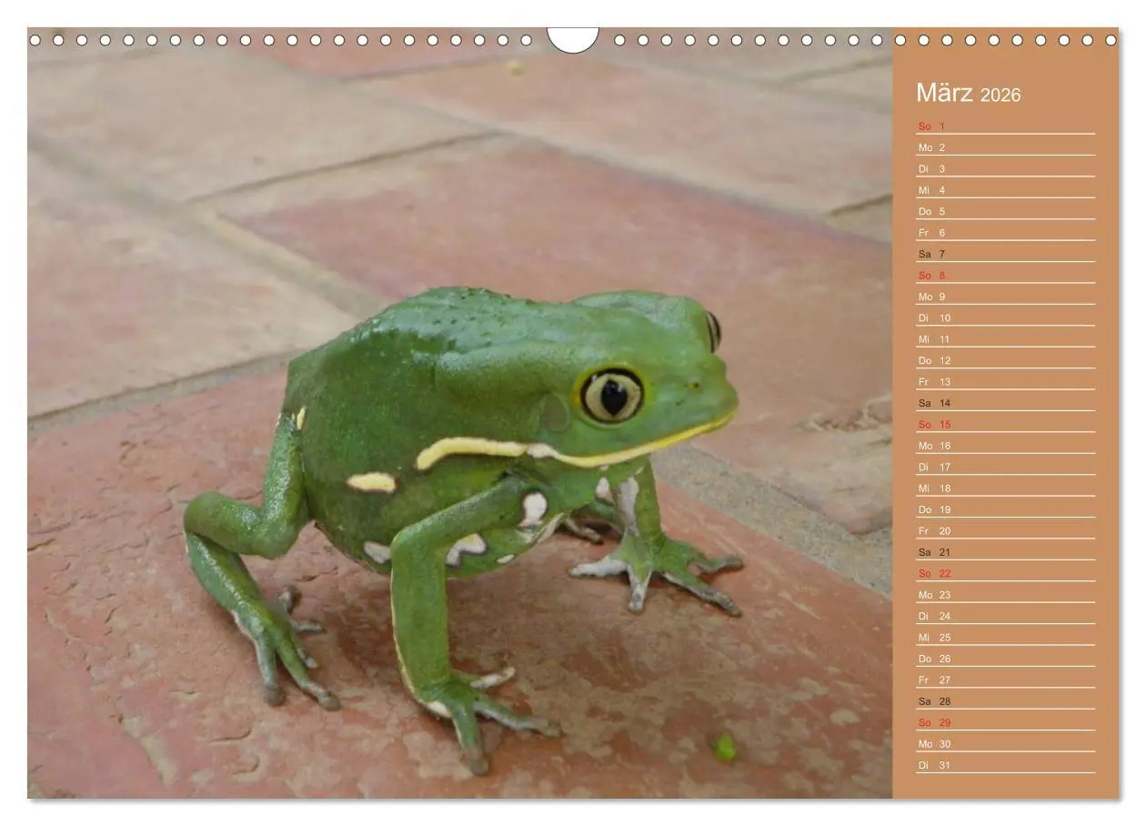 Bild: 9783516172119 | Bilder aus dem Chaco in Paraguay (Wandkalender 2026 DIN A3 quer),...