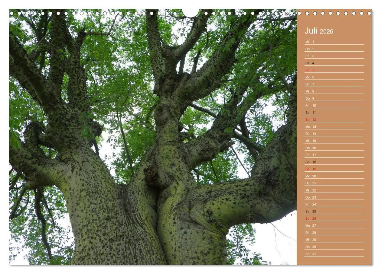 Bild: 9783516172119 | Bilder aus dem Chaco in Paraguay (Wandkalender 2026 DIN A3 quer),...
