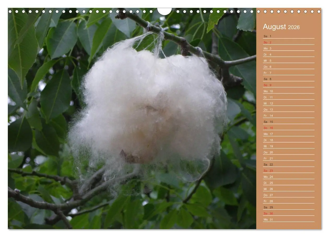 Bild: 9783516172119 | Bilder aus dem Chaco in Paraguay (Wandkalender 2026 DIN A3 quer),...