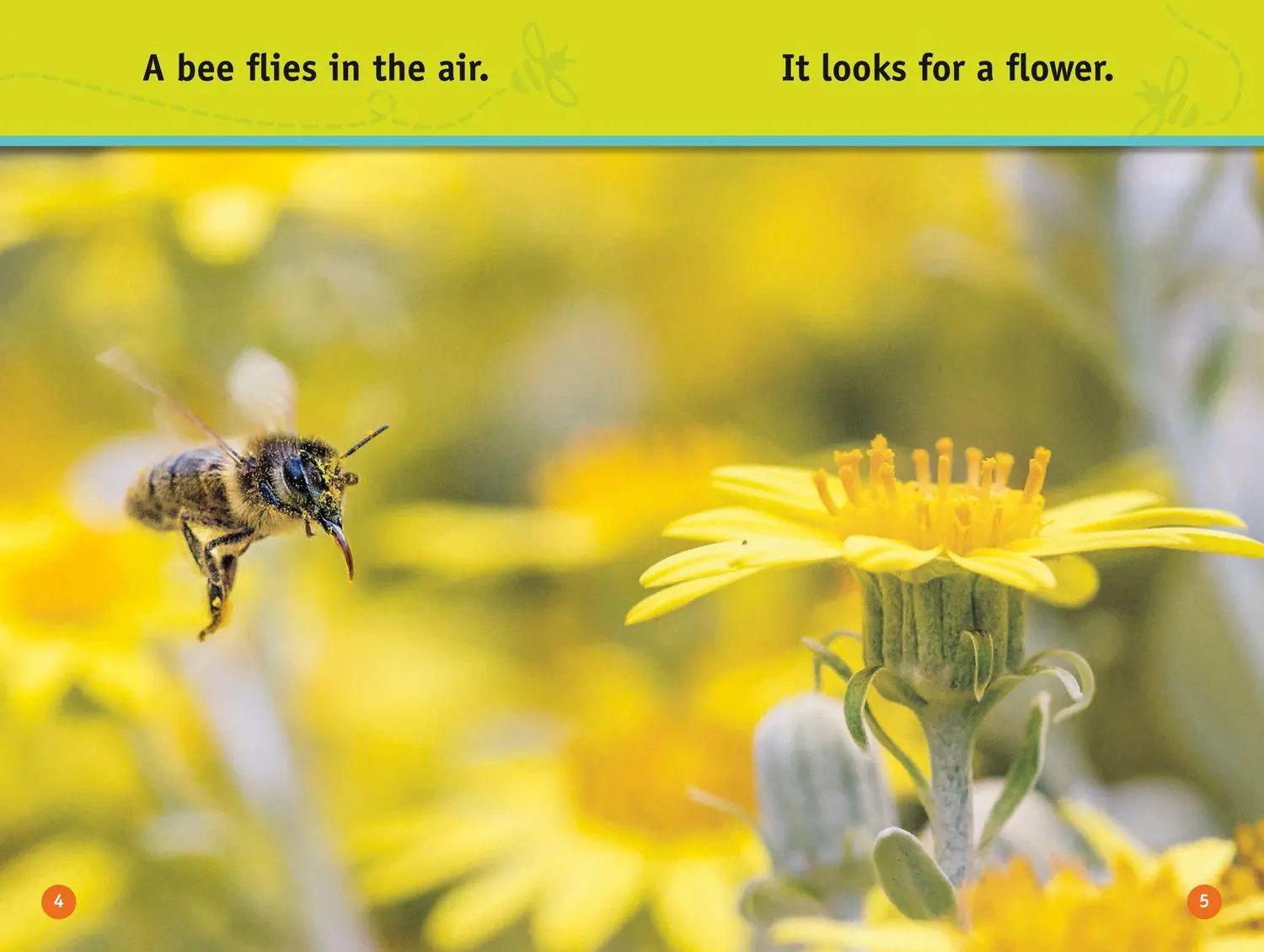 Bild: 9780008422219 | Buzz, Bee! | Level 1 | Jennifer Szymanski (u. a.) | Taschenbuch | 2020