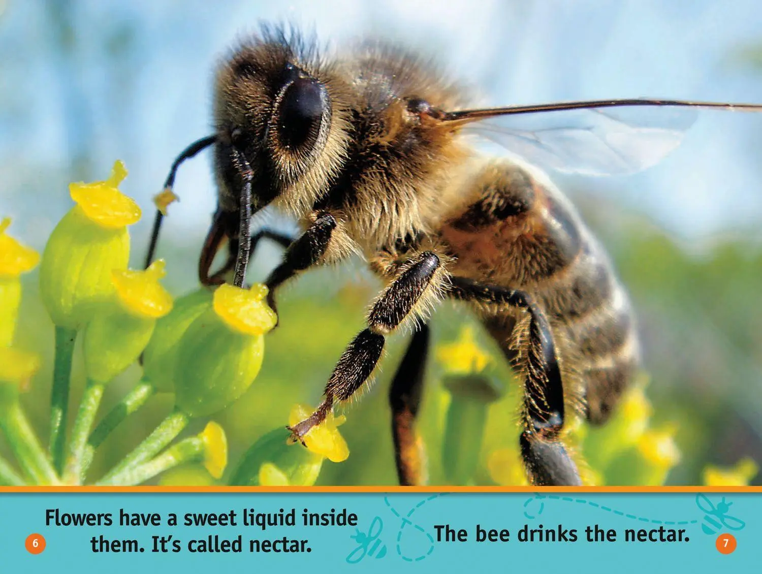 Bild: 9780008422219 | Buzz, Bee! | Level 1 | Jennifer Szymanski (u. a.) | Taschenbuch | 2020