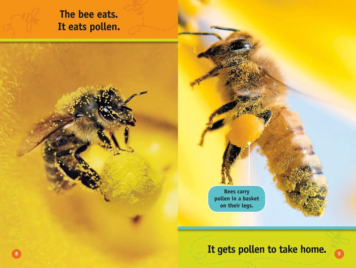 Bild: 9780008422219 | Buzz, Bee! | Level 1 | Jennifer Szymanski (u. a.) | Taschenbuch | 2020