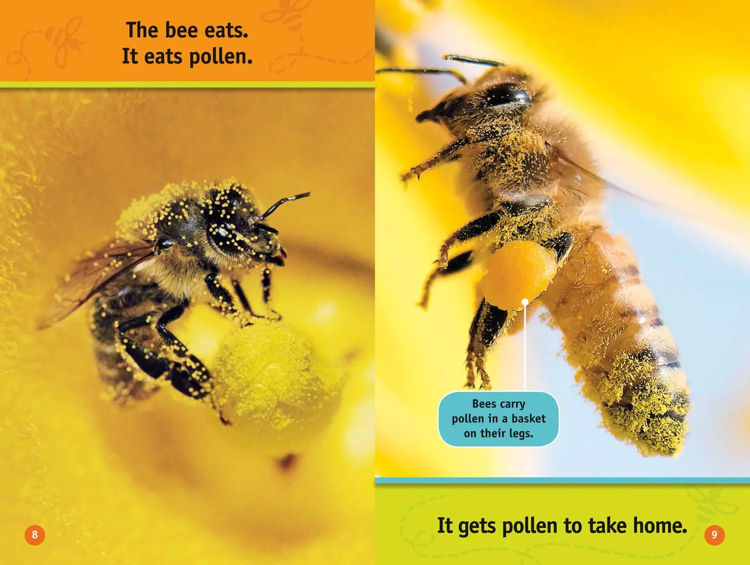 Bild: 9780008422219 | Buzz, Bee! | Level 1 | Jennifer Szymanski (u. a.) | Taschenbuch | 2020