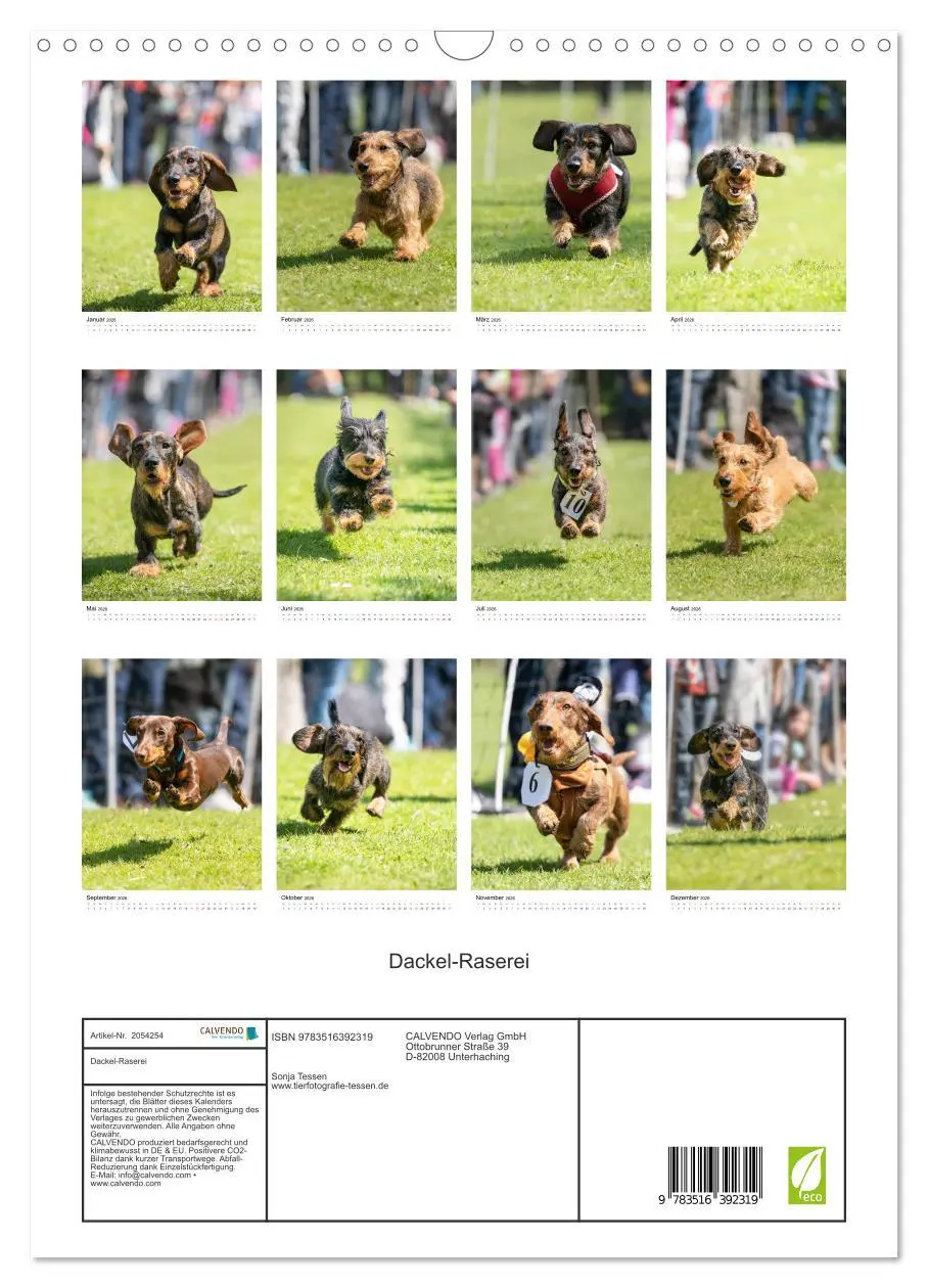 Bild: 9783516392319 | Dackel-Raserei (Wandkalender 2026 DIN A3 hoch), CALVENDO...