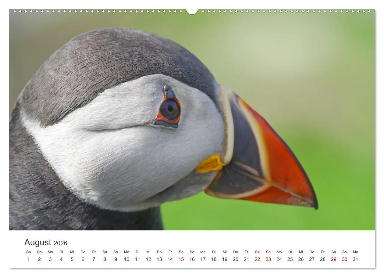 Bild: 9783457432419 | Papageitaucher - Clowns der nordischen Vogelwelt (hochwertiger...