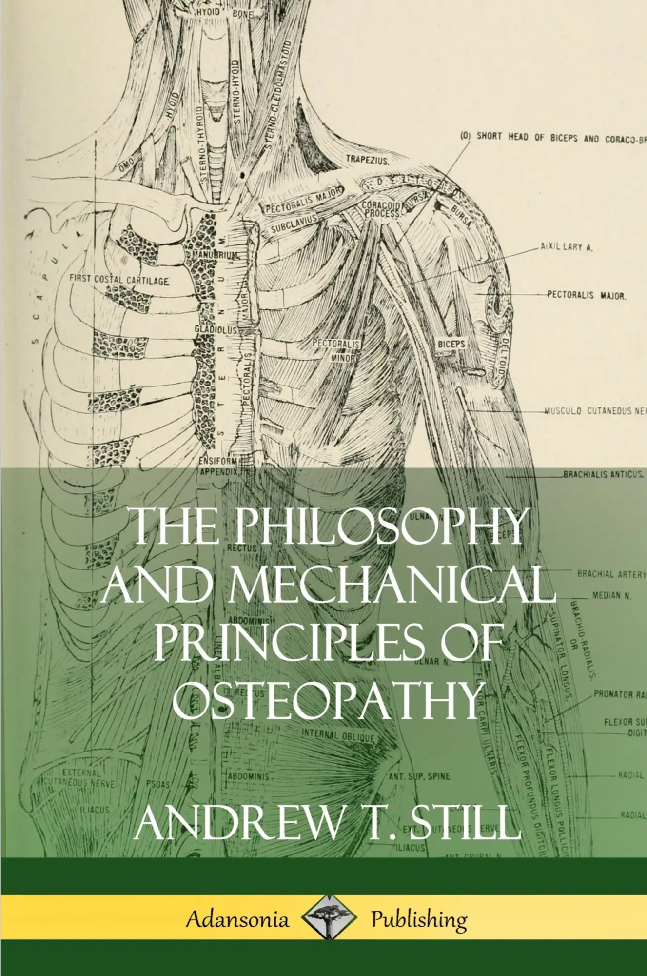 Cover: 9780359022519 | The Philosophy and Mechanical Principles of Osteopathy | Still | Buch