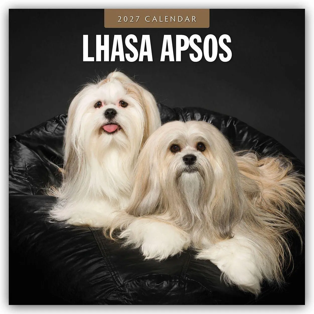 Cover: 9781837012619 | Lhasa Apsos - Lhasa Apso 2027 - 16-Monatskalender | Robin Red | 28 S.