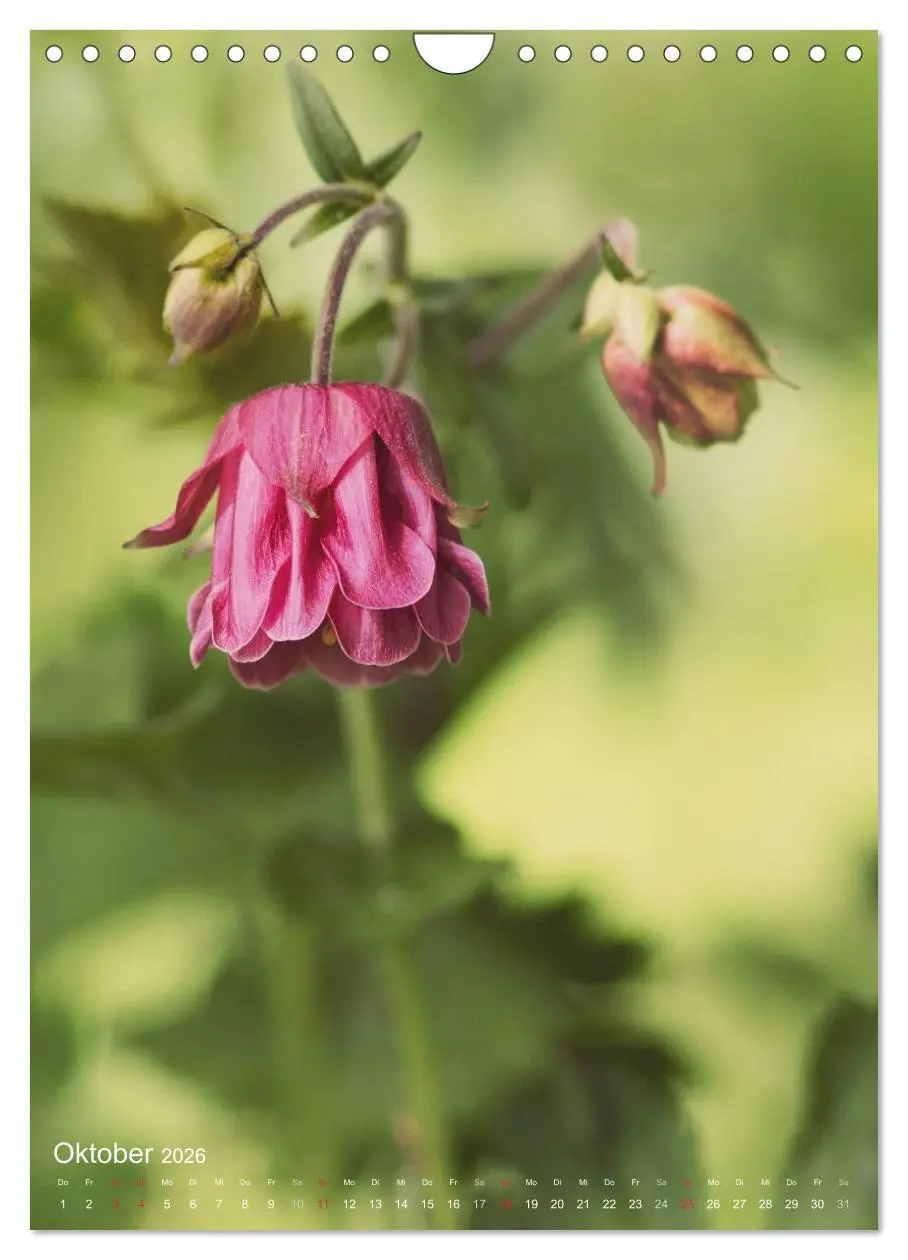 Bild: 9783516432619 | NATUR PUR Kleine Blumen am Wegesrand (Wandkalender 2026 DIN A4...