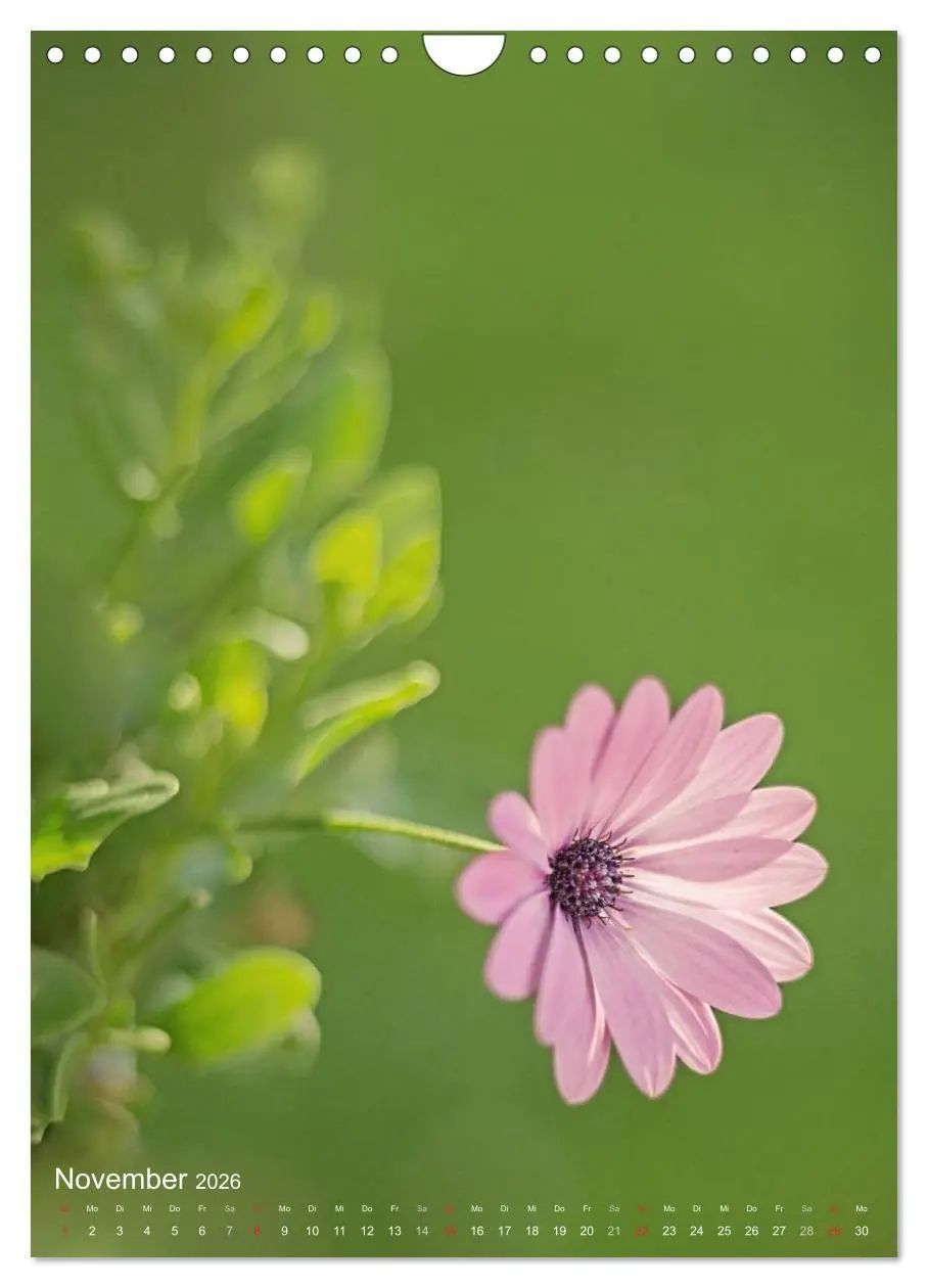 Bild: 9783516432619 | NATUR PUR Kleine Blumen am Wegesrand (Wandkalender 2026 DIN A4...